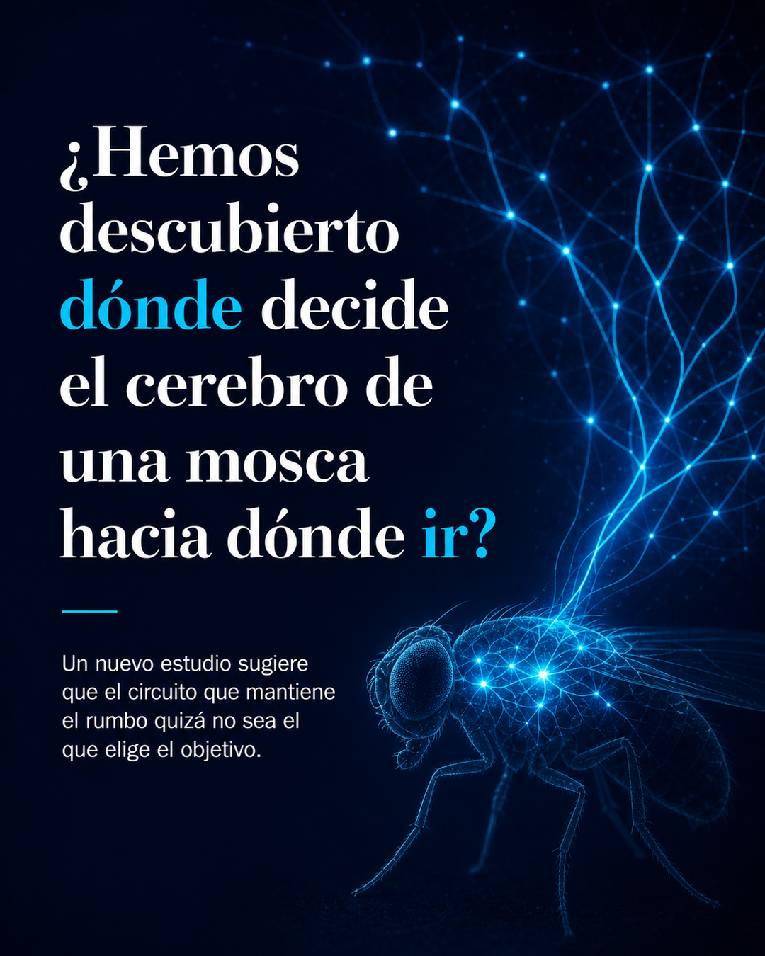 How the fly holds a single goal: normalization, not selection, in Drosophila FC2